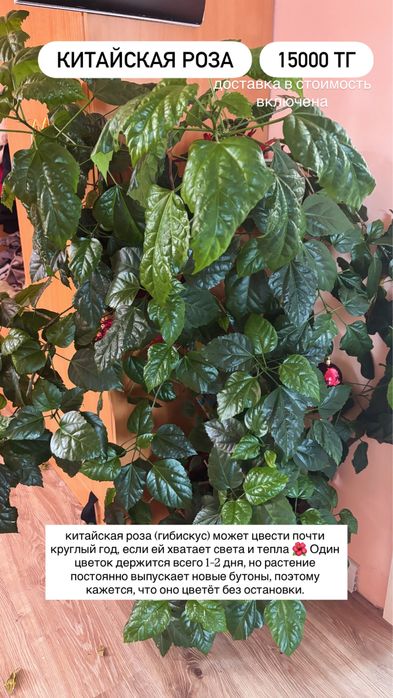 Продам цветы комнатные