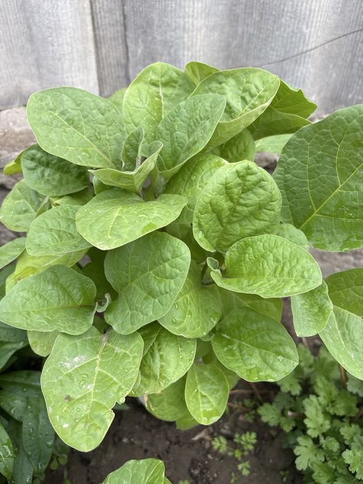 Рассада баклажан перца