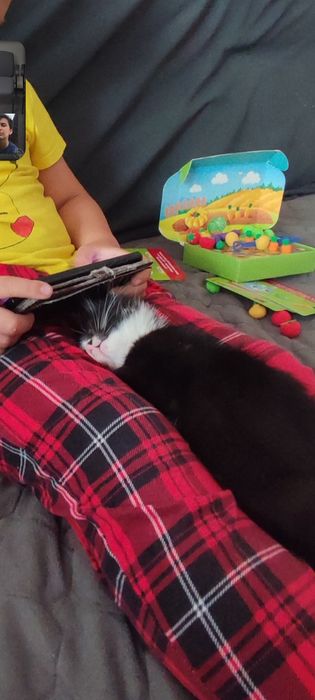 Котенок девочка 2 месяца