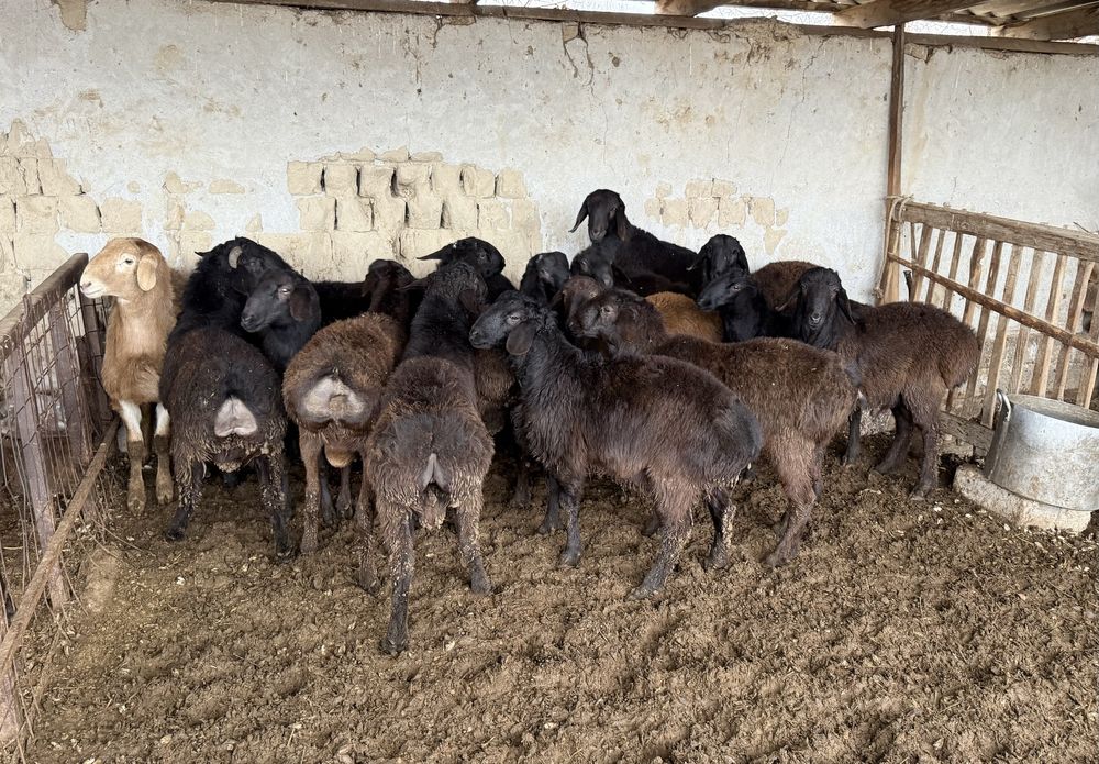 1 жасар семіз қошқарлар