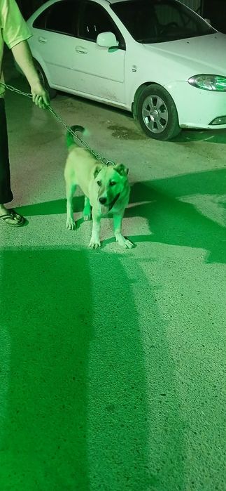 Алабай.  3.5 месяца.  Мальчик