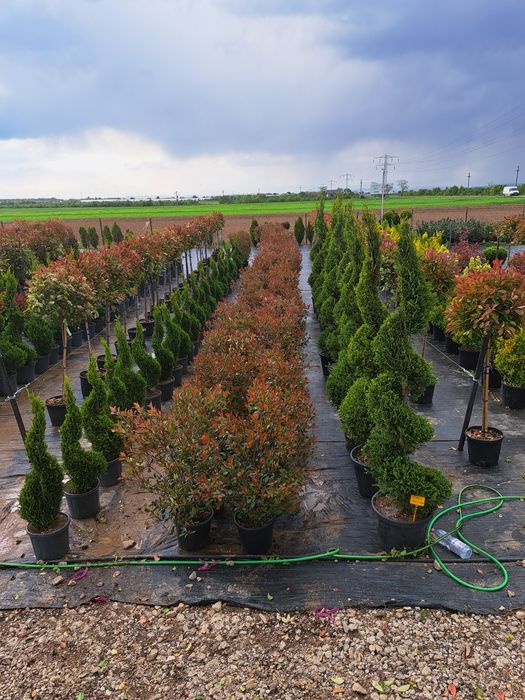 Chiparos Leylandy Smarald Columnaris etc