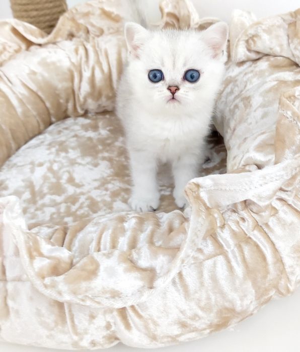 Британские котята