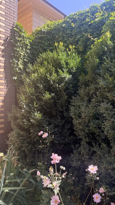 Взрослые самшиты. Boxwood