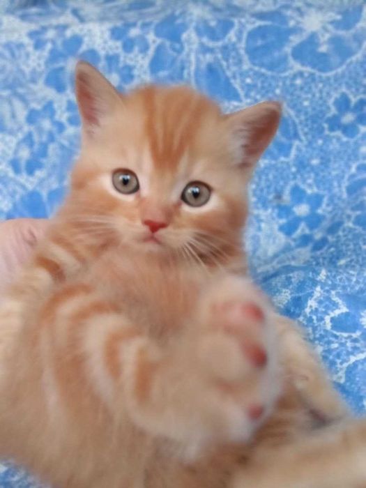 Котята Скоттиш Страйт