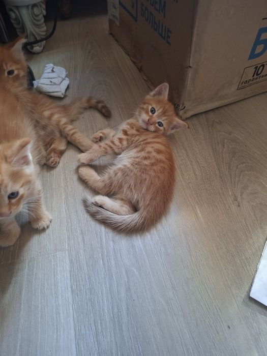 Котята от мамы Мейн кунь