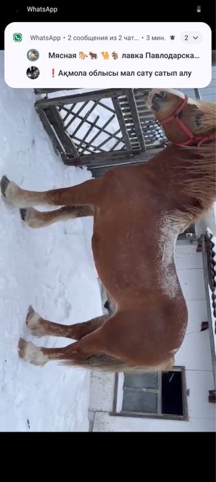 Продам жеребеца