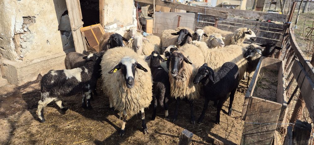 Vând 10 oi cu miei după ele