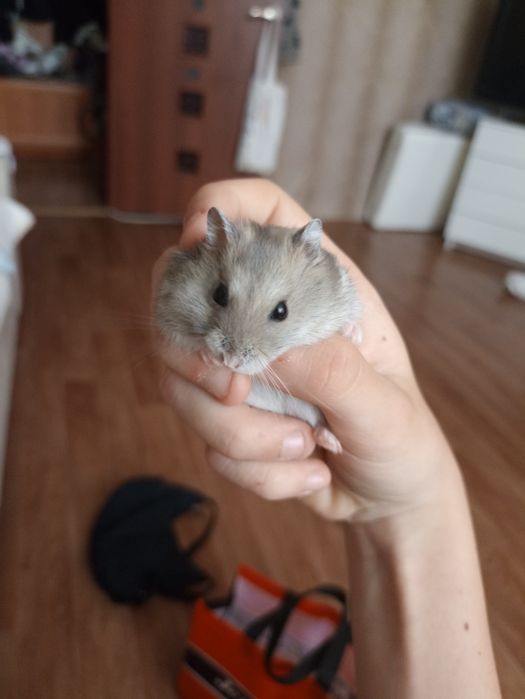 Продаются хомяки