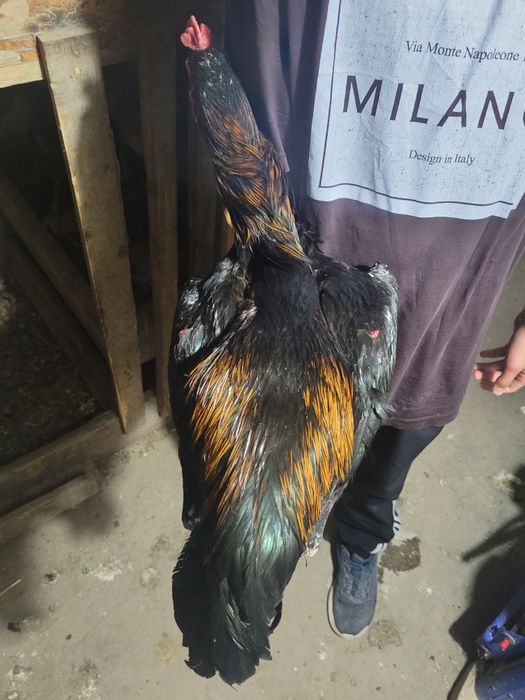 Продам яйца-дакана,100% КОРЕЕЦ