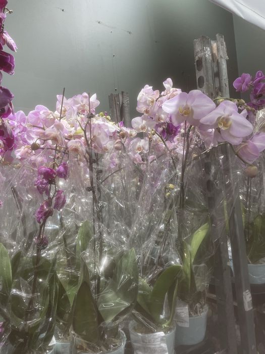 Орхидея разноцветные