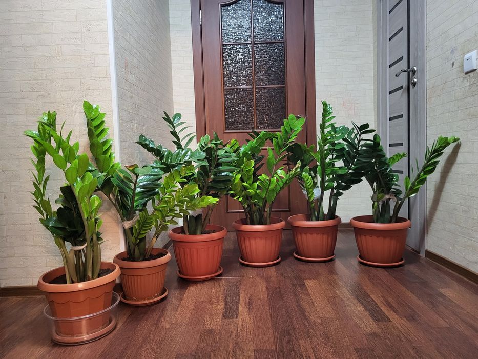 Цветы, Денежное дерево.