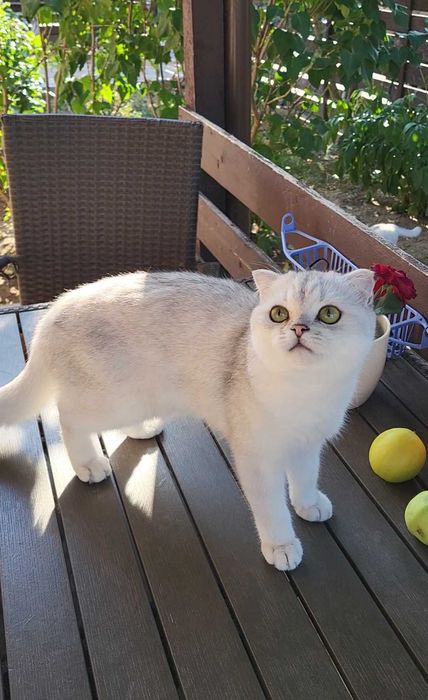 Baiat superb scottish fold cu pedigree