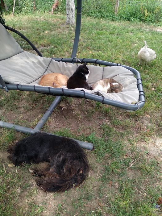 Pet sitter pet walker,Foster doar pt judet Vrancea,cazare pisici ,cățe