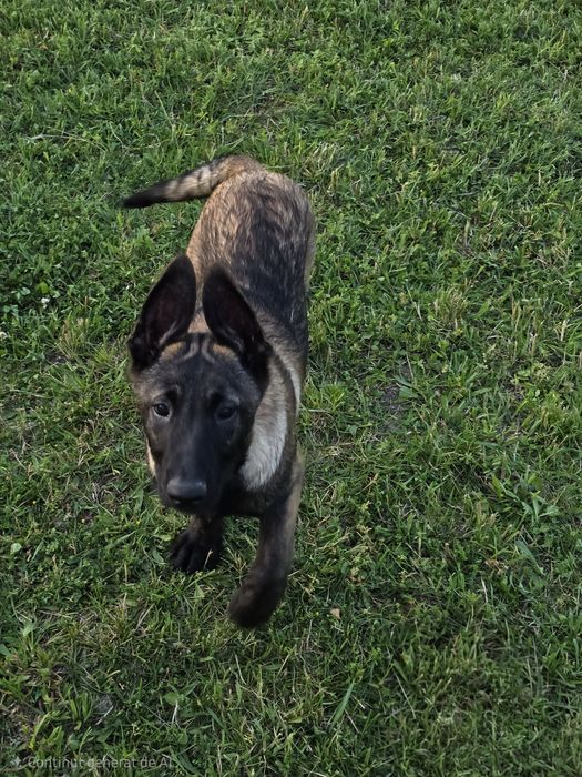 Ciobănesc belgian malinois mascul
