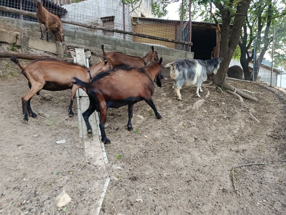 Țap Alpin Francez