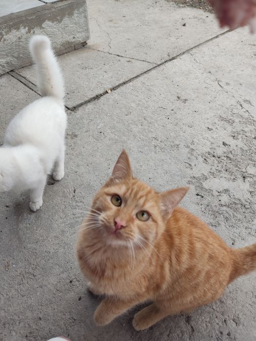 Отдам в добрые руки