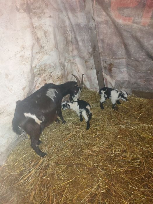 Vând capre tinere  sau schimb cu vaca