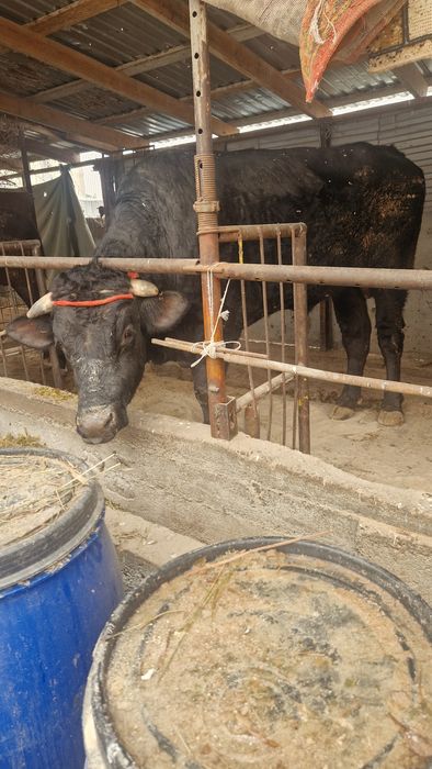 На племя большой бык