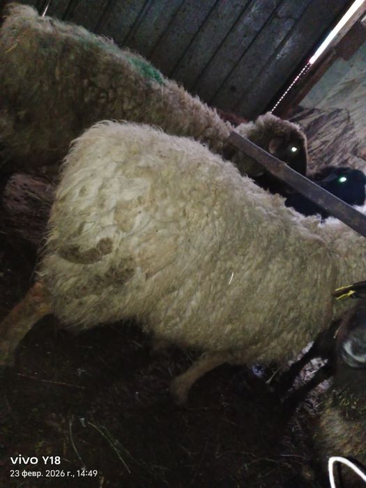 Қой сатамын семіз