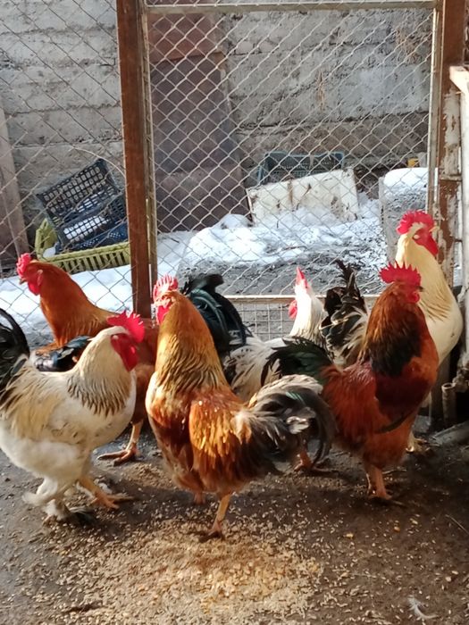 Продам породистых петушков