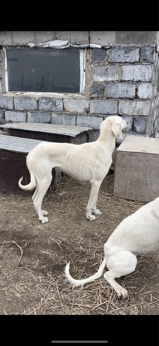 Тазылар сатылады