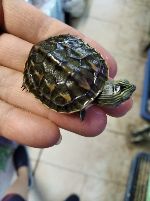 Водна костенурка