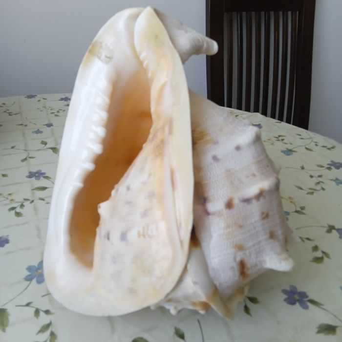 Морская раковина  Рогатый кассиосом