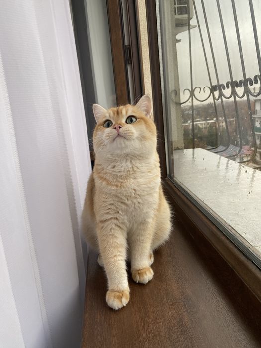 Британская Золотая Шиншила