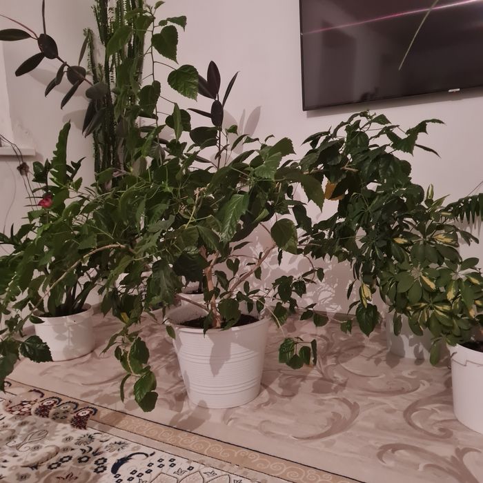 Продам комнатные цветы