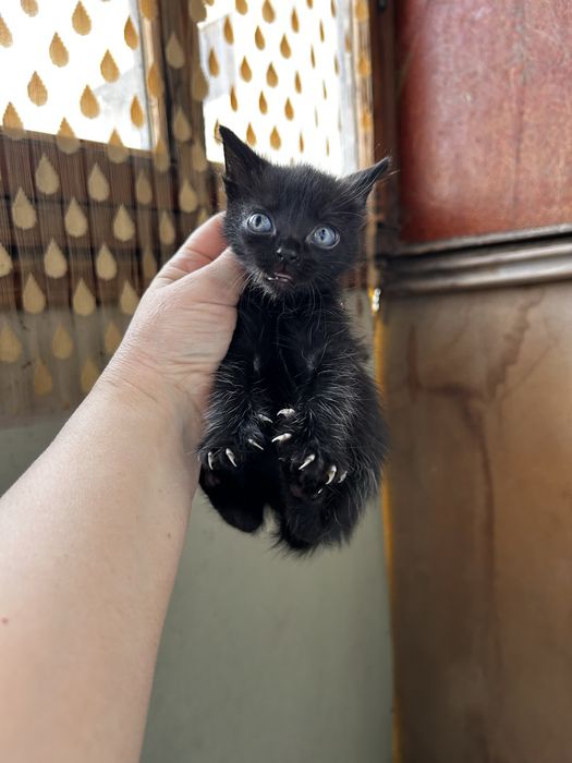 Красивые котятки