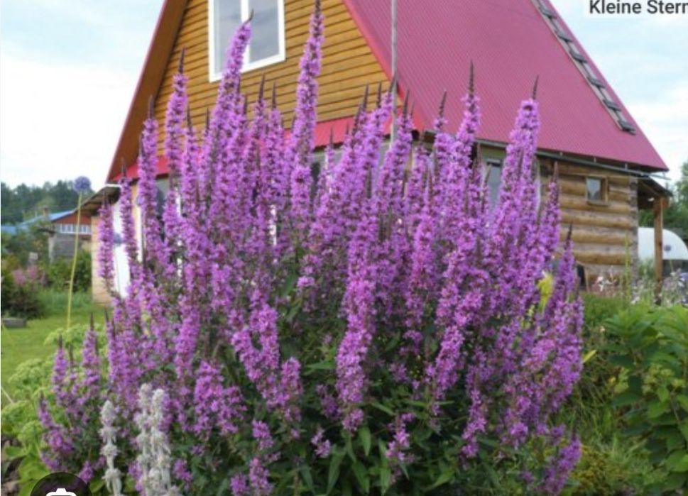 Продам многолетние цветы и кустарники декоративные
