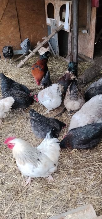 Cocoși de vânzare sau schimb