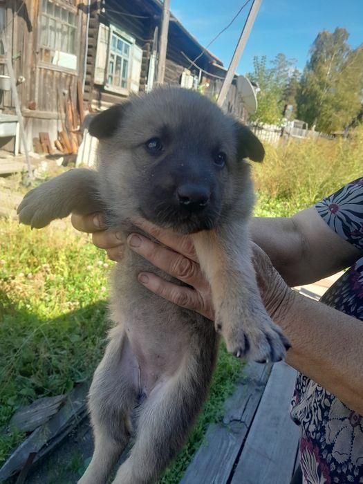 Очень срочно ищут дом щенки