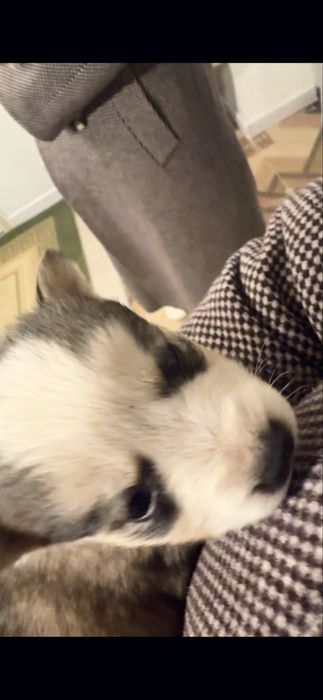 Щенки-> Помесь хаски и лайки