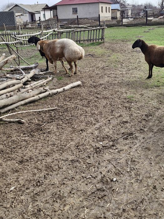 Төрт бас қой және бір бас қошқар сатылады