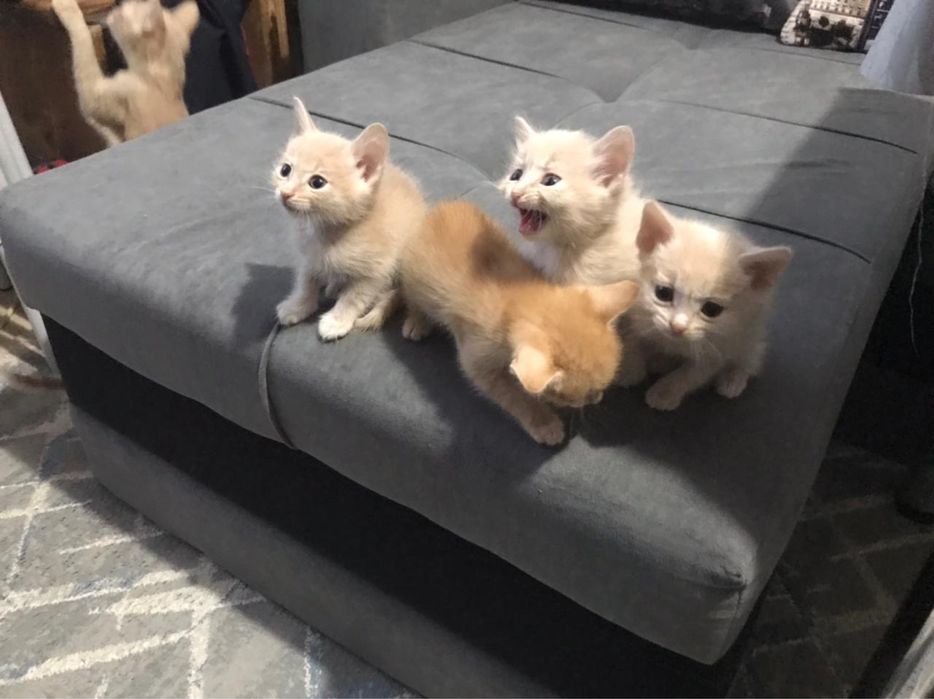 Отдам котят в добрые руки