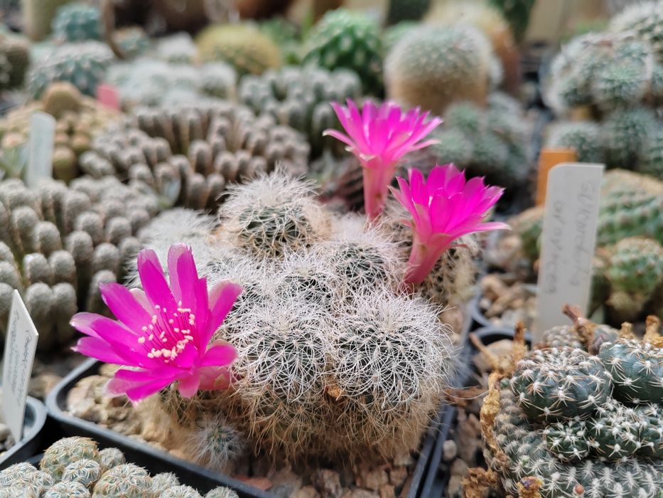 Cactusi de vanzare, stapelia (steaua serifului)