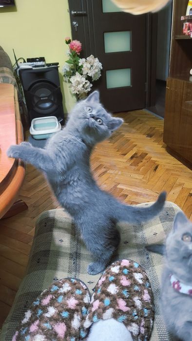 Британска късокосместа