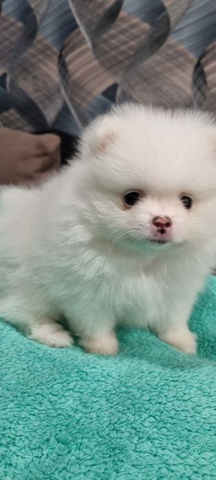 Девочка Шпиц Немецкий