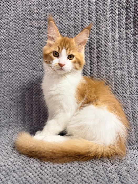 Перспективный кот мейн-кун