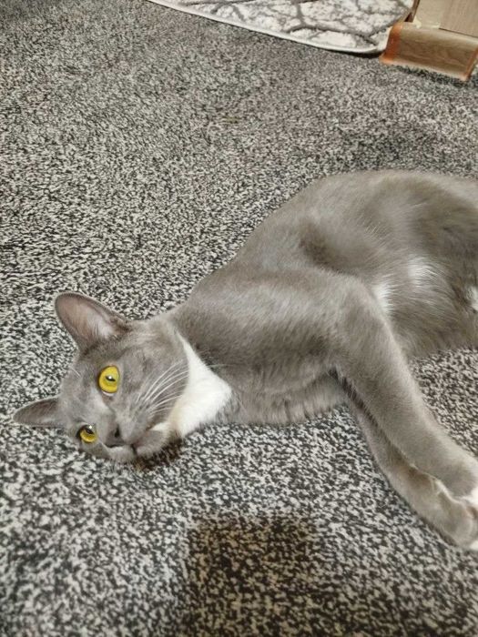 Подарю шикарного котика