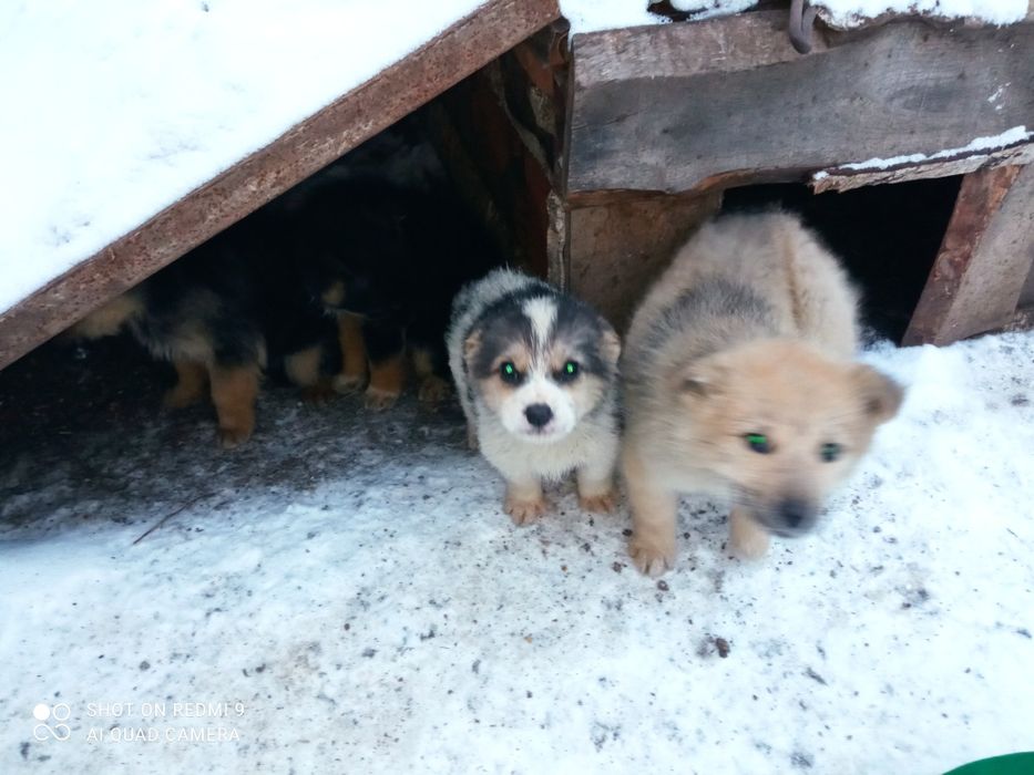 Щенки бесплатно 3 месяца