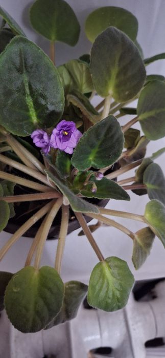 Цвете комнате...