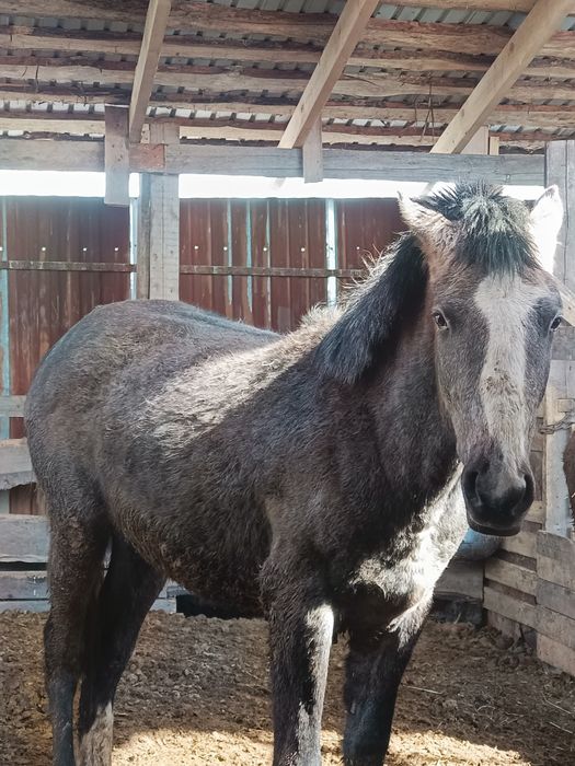 Продам коней ...