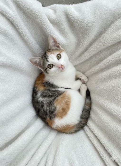 Pisicuta iubitoare pentru adoptie