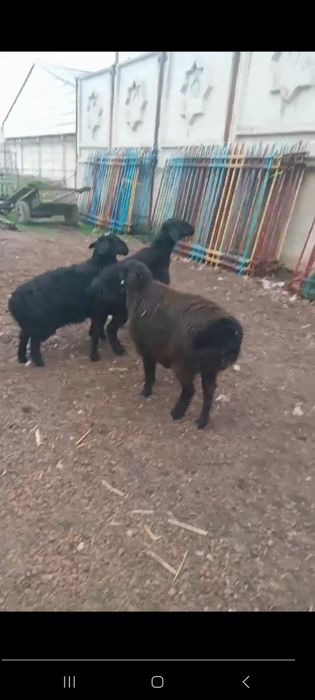 Куй кузи 3 та ургочи