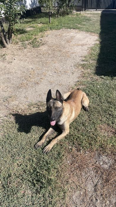 Пропала собака малинуа