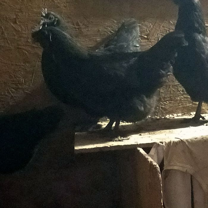 Ухейлио тауықтарды.