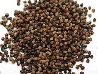 Тоғмурч дарахти кучатлари - Саженцы горного  душистого перца